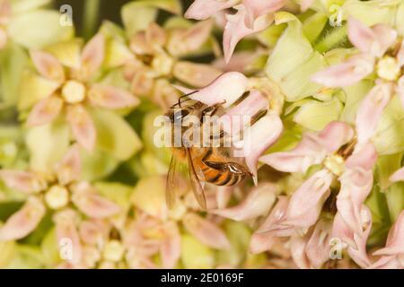 Honey Bee, Apis mellifera, Apidae. Nectaring on Lemmon's Milkweed, Asclepias lemmonii, Asclepiadaceae. Stock Photo