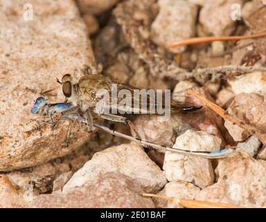 Unidentified Robber Fly female, Asilidae. Feeding on damselfly. Stock Photo