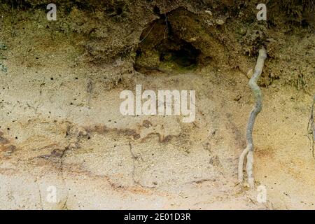 sand wall texture with tree roots. Stock Photo
