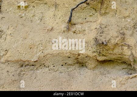 sand wall texture with tree roots. Stock Photo