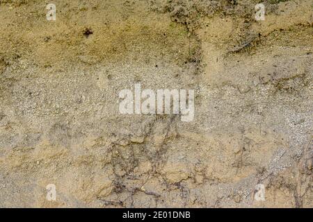 sand wall texture with tree roots. Stock Photo