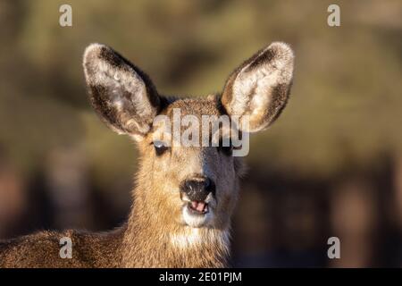 Portrait of a young mule deer doe early n the morning in the Pike National Forest of Colorado in wintertime Stock Photo