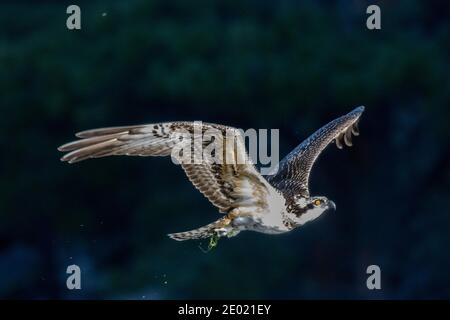 Osprey fishing in the South Platte River in Eleven Mile Canyon Colorado just after sunrise Stock Photo