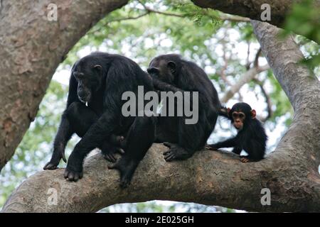 Eastern chimpanzee (Pan troglodytes schweinfurthii) male, female and young sitting together in a tree during social grooming, Gombe Stream National Pa Stock Photo