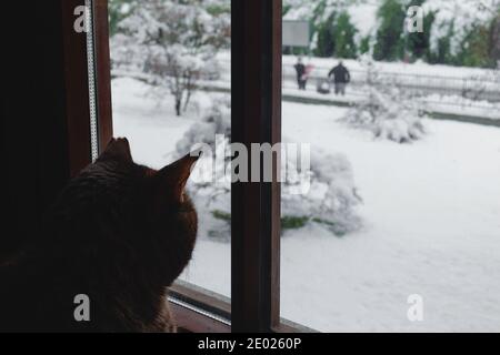 A tabby cat looking through window at people and snow on the street. Copy space. Stock Photo