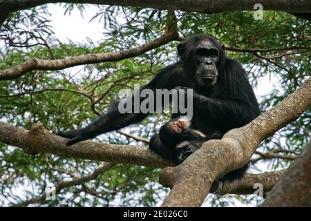 Eastern chimpanzee (Pan troglodytes schweinfurthii) female with sleeping baby in its lap sitting alone in tree, Gombe Stream National Park, Tanzania Stock Photo