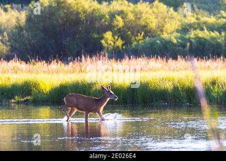 Buck and doe mule deer enjoying a beautiful morning along the South  Platte River in Eleven Mile Canyon Stock Photo