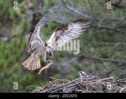 Osprey family gathering at the nest for dinner Stock Photo