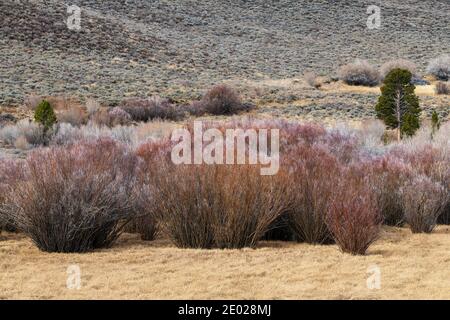 Large sagebrush turning colors in the late autumn Stock Photo