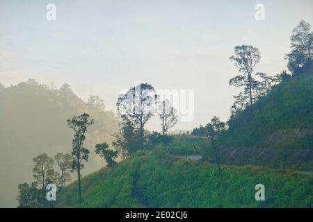 A top of the mountain in the morning with fog covering the top and a winding road along the side and tall trees. Stock Photo