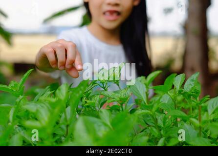 A closeup picture of the hand of a cute Asian girl picking fresh green basil from her backyard garden, happy and smiling. Stock Photo