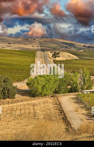 Vineyards in Paso Robles California Stock Photo