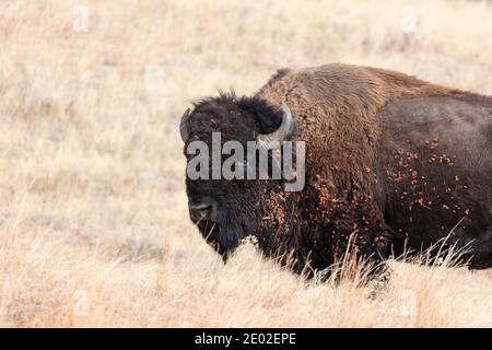 American Bison in Custer State Park, South Dakota Stock Photo