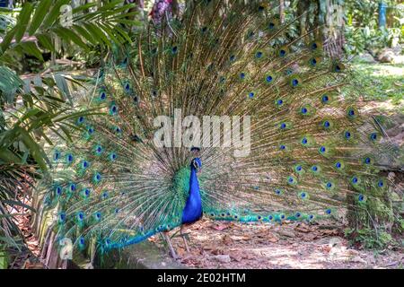 MALAYSIA, KUALA LUMPUR, JANUARY 07, 2018: Male peacock with open tail in a tropical park Stock Photo