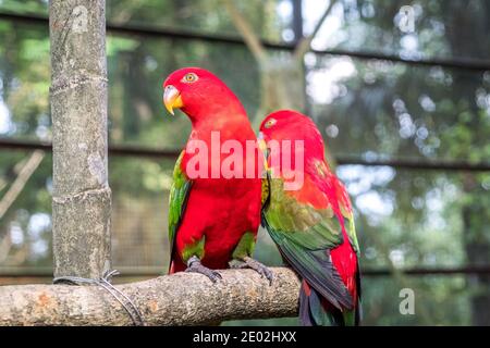 Two close-up Chattering lory parrots are sitting on a perch in an aviary in Kuala Lumpur Bird Park Stock Photo