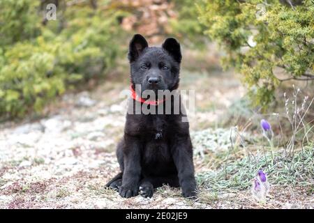A little puppy of a black German shepherd with a red collar sits on the grass against a background of green nature. Look into the camera. Stock Photo