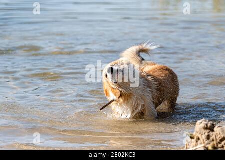 Welsh Corgi Pembroke dog swims in the lake, the dog shakes the water after swimming Stock Photo