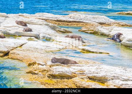 New Zealand fur seal at point Kean in Kaikoura, New Zealand Stock Photo