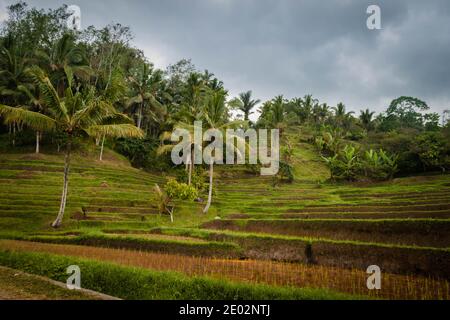 Jatiluwih Rice Terraces, one of the most famous rice terraces in Bali, on a rainy day Stock Photo