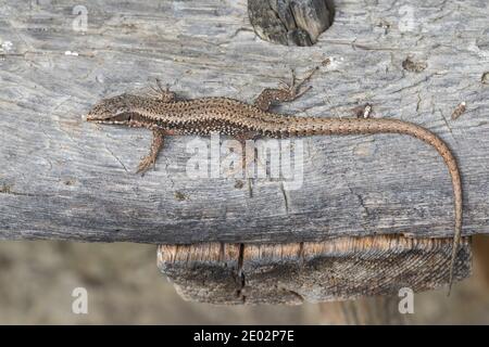 Mauereidechse, Mauer-Eidechse, Podarcis muralis, Lacerta muralis, common wall lizard, wall lizard, European wall lizard, Le Lézard des murailles, Öste Stock Photo