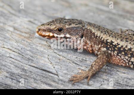 Mauereidechse, Mauer-Eidechse, Podarcis muralis, Lacerta muralis, common wall lizard, wall lizard, European wall lizard, Le Lézard des murailles, Öste Stock Photo