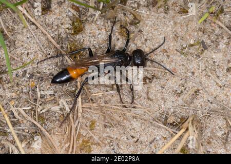 Kurzstiel-Sandwespe, Kurzstielsandwespe, Sandwespe, Podalonia cf. affinis, Sphex cf. lutaria, Ammophila cf. affinis, digger wasp, digger-wasp, thread- Stock Photo