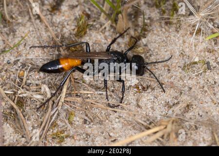 Kurzstiel-Sandwespe, Kurzstielsandwespe, Sandwespe, Podalonia cf. affinis, Sphex cf. lutaria, Ammophila cf. affinis, digger wasp, digger-wasp, thread- Stock Photo