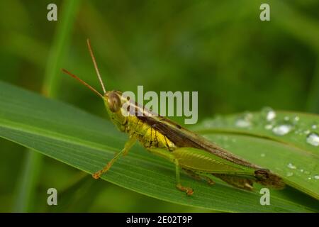 Short horned grasshopper Oxya hyla intricata nymph on rice stem Stock ...