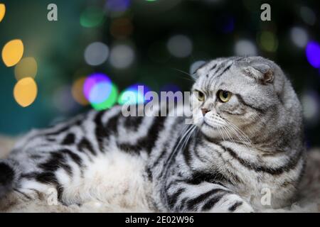 Beautiful domestic cat on the background of bokeh christmas tree. Stock Photo