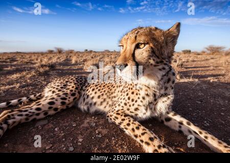 Male subadult Cheetah, Acinonyx jubatus, Kalahari Basin, Namibia Stock Photo