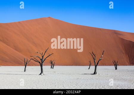 Dead Acacia Trees in Deadvlei Pan, Namib Naukluft Park, Namibia Stock Photo