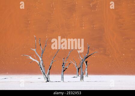 Dead Acacia Trees in Deadvlei Pan, Namib Naukluft Park, Namibia Stock Photo