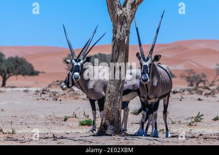 South African Oryx in Sossusvlei, Oryx gazella, Namib Naukluft Park, Namibia Stock Photo