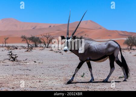 South African Oryx in Sossusvlei, Oryx gazella, Namib Naukluft Park, Namibia Stock Photo