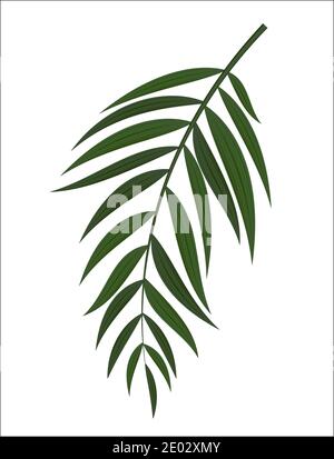 Abstract Realistic Green Palm Leaf. Design Element. Vector illustration Stock Vector