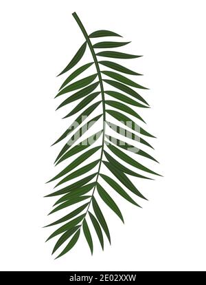 Abstract Realistic Green Palm Leaf. Design Element. Vector illustration Stock Vector