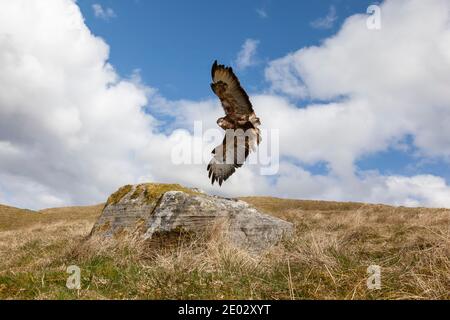 Common buzzard (Buteo buteo) in flight, Controlled, Cumbria, UK Stock Photo