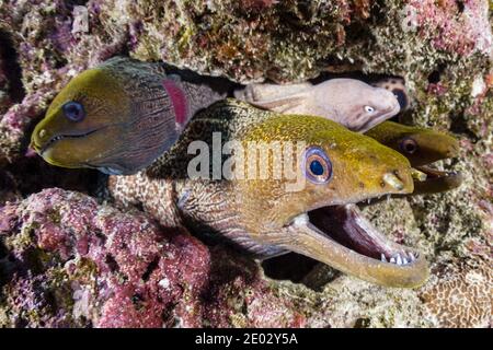 Yellow-margined Moray, Gymnothorax flavimarginatus, North Male Atoll, Indian Ocean, Maldives Stock Photo