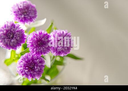 Sunlight shines through a purple aster flowers field Stock Photo - Alamy