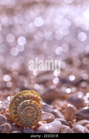 Pearl Color Shiny Spiral Seashell in the Corner of Sandy Tropical Beach  Surface and Sea or Ocean Waves on the Background Macro Stock Photo - Image  of macro, seascape: 196290968