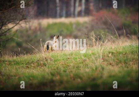 European hare (Lepus europaeus) in sprint on grass Stock Photo