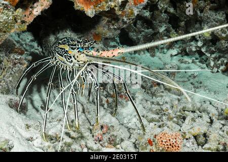 Painted Rock Lobster, Panulirus versicolor, Felidhu Atoll, Indian Ocean, Maldives Stock Photo