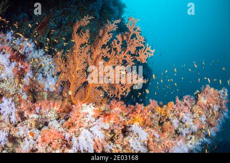 Colored Coral Reef, Felidhu Atoll, Indian Ocean, Maldives Stock Photo