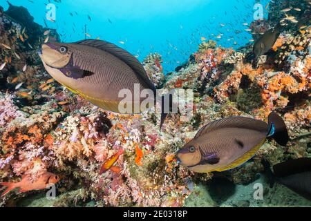 Bignose Unicornfish, Naso vlamingii, South Male Atoll, Indian Ocean, Maldives Stock Photo