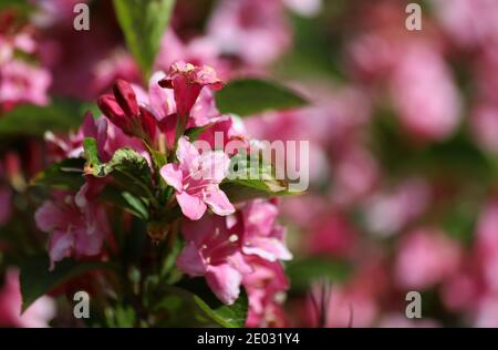 A Weigela bush flowers in a riot of delicate pink petals as the warm spring sunlight falls across the scene. Stock Photo