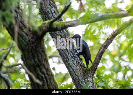 Black Woodpecker (Dryocopus martius) female on oak tree branch, Bialowieza Forest, Poland, Europe Stock Photo