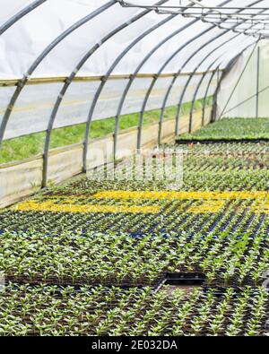 Many young plants in the greenhouse Stock Photo