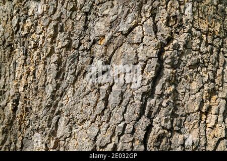 Close up of tree bark Stock Photo