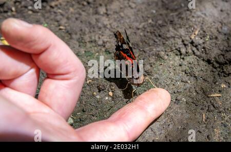 butterfly on a woman's hand in a nature reserve