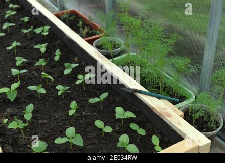 Young cucumber seedlings with dill sprouts in wooden box in greenhouse.  Vintage botanical background with plants, home hobby still life with gardenin Stock Photo